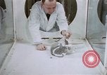 Image of behavior of cats United States USA, 1957, second 12 stock footage video 65675047215