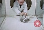 Image of behavior of cats United States USA, 1957, second 13 stock footage video 65675047215
