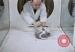Image of behavior of cats United States USA, 1957, second 14 stock footage video 65675047215