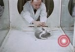 Image of behavior of cats United States USA, 1957, second 15 stock footage video 65675047215