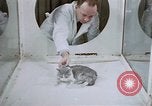 Image of behavior of cats United States USA, 1957, second 18 stock footage video 65675047215