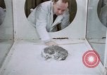 Image of behavior of cats United States USA, 1957, second 19 stock footage video 65675047215