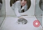 Image of behavior of cats United States USA, 1957, second 20 stock footage video 65675047215