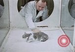 Image of behavior of cats United States USA, 1957, second 21 stock footage video 65675047215