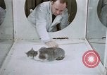 Image of behavior of cats United States USA, 1957, second 22 stock footage video 65675047215