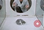 Image of behavior of cats United States USA, 1957, second 24 stock footage video 65675047215