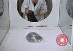 Image of behavior of cats United States USA, 1957, second 26 stock footage video 65675047215