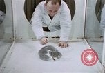 Image of behavior of cats United States USA, 1957, second 32 stock footage video 65675047215