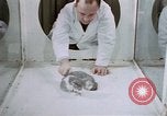 Image of behavior of cats United States USA, 1957, second 33 stock footage video 65675047215