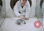 Image of behavior of cats United States USA, 1957, second 34 stock footage video 65675047215