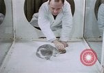 Image of behavior of cats United States USA, 1957, second 35 stock footage video 65675047215