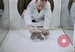 Image of behavior of cats United States USA, 1957, second 36 stock footage video 65675047215