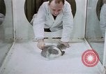 Image of behavior of cats United States USA, 1957, second 37 stock footage video 65675047215