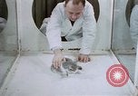 Image of behavior of cats United States USA, 1957, second 38 stock footage video 65675047215