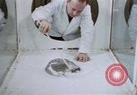 Image of behavior of cats United States USA, 1957, second 40 stock footage video 65675047215