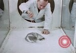 Image of behavior of cats United States USA, 1957, second 41 stock footage video 65675047215