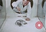 Image of behavior of cats United States USA, 1957, second 42 stock footage video 65675047215