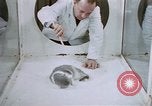 Image of behavior of cats United States USA, 1957, second 43 stock footage video 65675047215