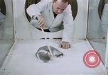 Image of behavior of cats United States USA, 1957, second 44 stock footage video 65675047215