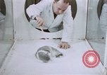 Image of behavior of cats United States USA, 1957, second 45 stock footage video 65675047215