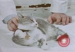 Image of behavior of cats United States USA, 1957, second 53 stock footage video 65675047215