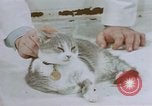 Image of behavior of cats United States USA, 1957, second 54 stock footage video 65675047215