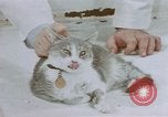 Image of behavior of cats United States USA, 1957, second 55 stock footage video 65675047215