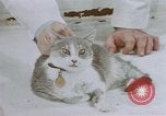 Image of behavior of cats United States USA, 1957, second 56 stock footage video 65675047215