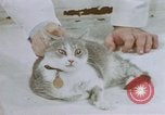 Image of behavior of cats United States USA, 1957, second 57 stock footage video 65675047215