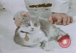 Image of behavior of cats United States USA, 1957, second 58 stock footage video 65675047215