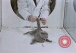 Standbild Verhalten von Katzen United States USA, 1957, aus Sekunde 10 historischem Filmmaterial Videoclip 65675047216