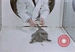 Standbild Verhalten von Katzen United States USA, 1957, aus Sekunde 11 historischem Filmmaterial Videoclip 65675047216