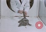 Standbild Verhalten von Katzen United States USA, 1957, aus Sekunde 12 historischem Filmmaterial Videoclip 65675047216