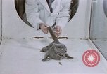 Standbild Verhalten von Katzen United States USA, 1957, aus Sekunde 13 historischem Filmmaterial Videoclip 65675047216
