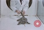 Standbild Verhalten von Katzen United States USA, 1957, aus Sekunde 14 historischem Filmmaterial Videoclip 65675047216