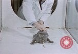 Standbild Verhalten von Katzen United States USA, 1957, aus Sekunde 15 historischem Filmmaterial Videoclip 65675047216