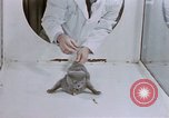 Standbild Verhalten von Katzen United States USA, 1957, aus Sekunde 16 historischem Filmmaterial Videoclip 65675047216