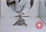 Standbild Verhalten von Katzen United States USA, 1957, aus Sekunde 17 historischem Filmmaterial Videoclip 65675047216