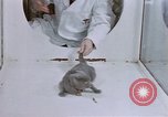Standbild Verhalten von Katzen United States USA, 1957, aus Sekunde 18 historischem Filmmaterial Videoclip 65675047216
