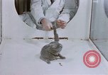 Standbild Verhalten von Katzen United States USA, 1957, aus Sekunde 20 historischem Filmmaterial Videoclip 65675047216