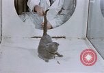 Standbild Verhalten von Katzen United States USA, 1957, aus Sekunde 21 historischem Filmmaterial Videoclip 65675047216