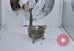 Standbild Verhalten von Katzen United States USA, 1957, aus Sekunde 22 historischem Filmmaterial Videoclip 65675047216