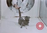 Standbild Verhalten von Katzen United States USA, 1957, aus Sekunde 23 historischem Filmmaterial Videoclip 65675047216
