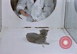 Standbild Verhalten von Katzen United States USA, 1957, aus Sekunde 24 historischem Filmmaterial Videoclip 65675047216