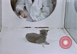Standbild Verhalten von Katzen United States USA, 1957, aus Sekunde 25 historischem Filmmaterial Videoclip 65675047216