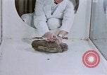 Standbild Verhalten von Katzen United States USA, 1957, aus Sekunde 26 historischem Filmmaterial Videoclip 65675047216