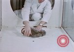 Standbild Verhalten von Katzen United States USA, 1957, aus Sekunde 34 historischem Filmmaterial Videoclip 65675047216