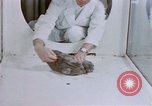 Standbild Verhalten von Katzen United States USA, 1957, aus Sekunde 35 historischem Filmmaterial Videoclip 65675047216