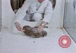 Standbild Verhalten von Katzen United States USA, 1957, aus Sekunde 38 historischem Filmmaterial Videoclip 65675047216