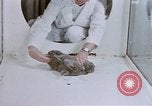 Standbild Verhalten von Katzen United States USA, 1957, aus Sekunde 39 historischem Filmmaterial Videoclip 65675047216